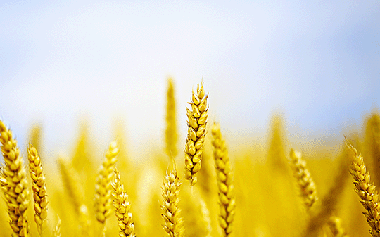 Grain in Ear in 2024
